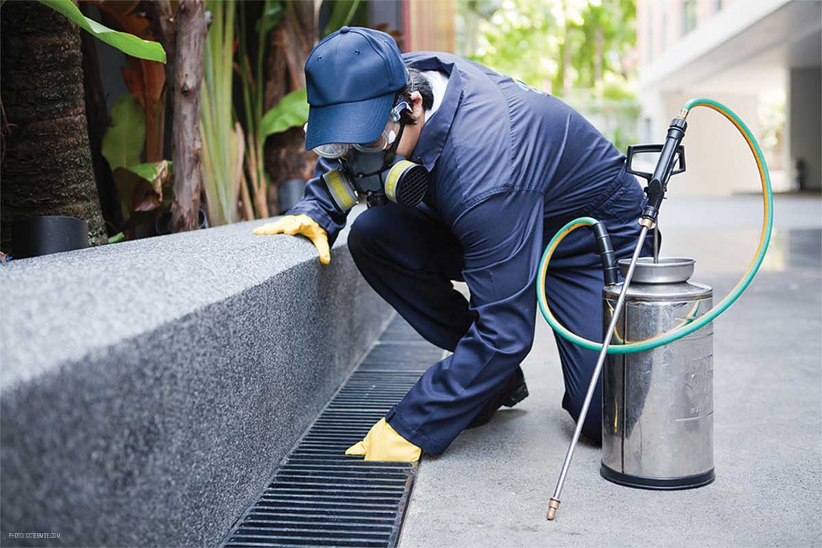 Taking Charge of Your Home: The Benefits of Professional Pest Solutions
